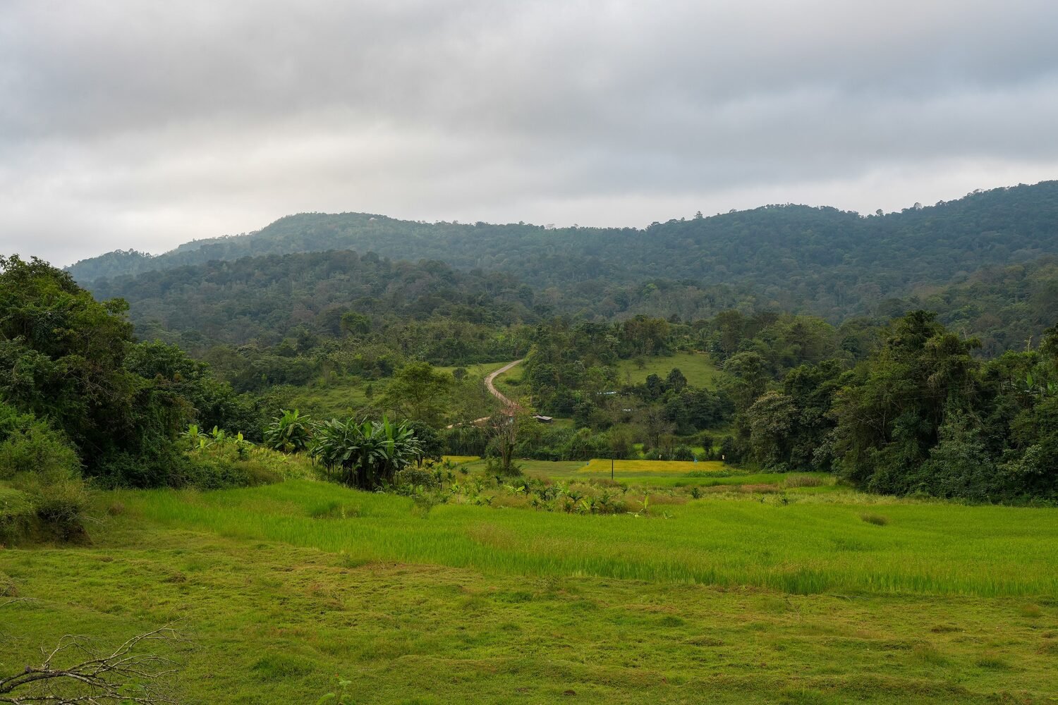 Mist settling over the coffee-country hills of Coorg