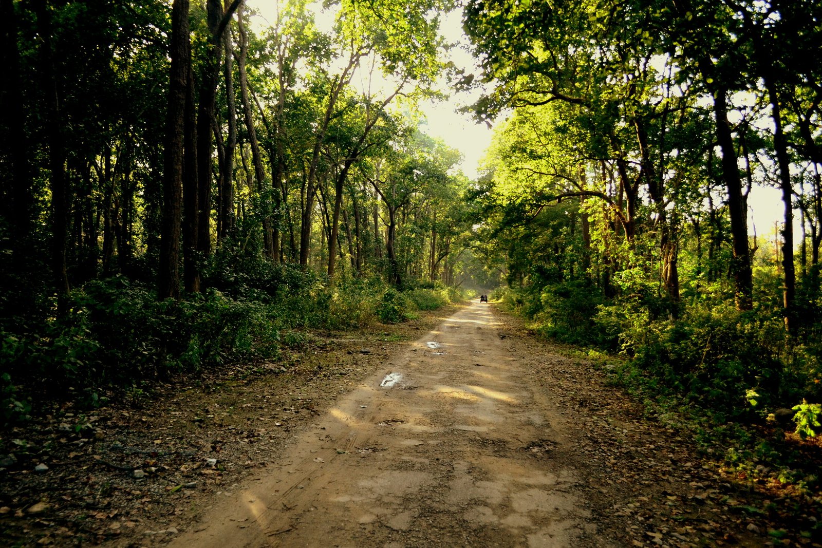 A sunlit forest trail winding through the sal woodland of Jim Corbett National Park